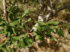 Banksia dentata