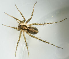 Pardosa atlantica
