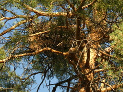 Circaetus gallicus