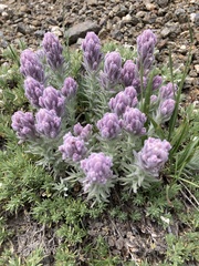 Castilleja schizotricha
