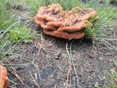 Aurantiporus pulcherrimus