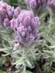 Castilleja schizotricha