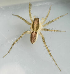 Pardosa atlantica