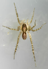 Pardosa atlantica