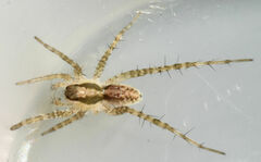 Pardosa atlantica