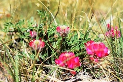 Oxytropis intermedia