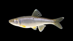 Spotfin Shiner photo 1