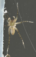 Pardosa atlantica