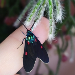 Cyanopepla fastuosa