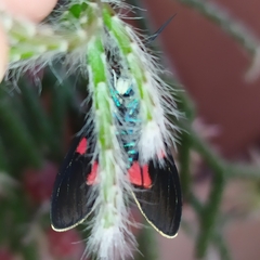 Cyanopepla fastuosa