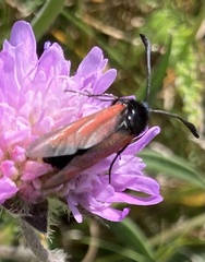 Zygaena minos