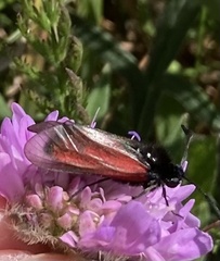 Zygaena minos