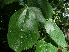 Eriophyes exilis