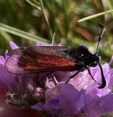 Zygaena minos
