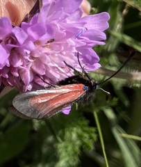 Zygaena minos