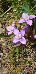 Gentianella campestris