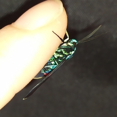 Cyanopepla fastuosa