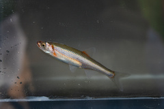 Notropis percobromus