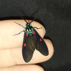 Cyanopepla fastuosa