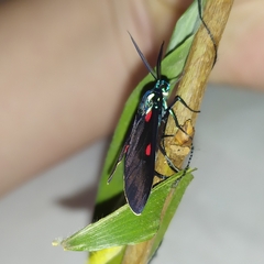 Cyanopepla fastuosa
