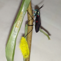 Cyanopepla fastuosa