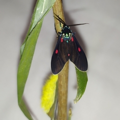 Cyanopepla fastuosa