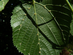 Eriophyes exilis