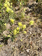 Castilleja unalaschcensis