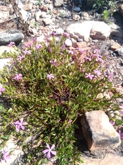 Catharanthus lanceus image