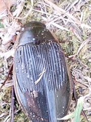 Dytiscus dimidiatus