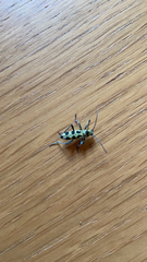 Chlorophorus herbstii