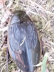 Dytiscus dimidiatus