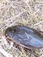 Dytiscus dimidiatus