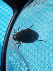 Dytiscus dimidiatus