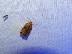 Archips oporana