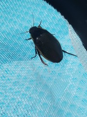 Dytiscus dimidiatus