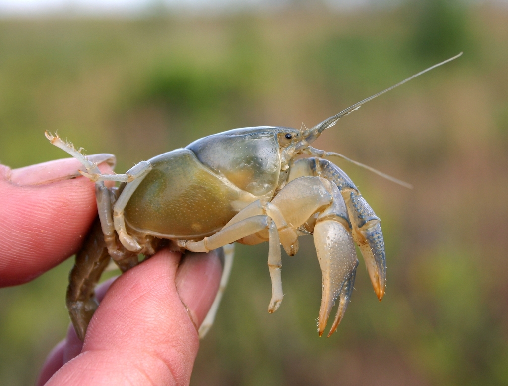 Burrowing Bog Crayfish