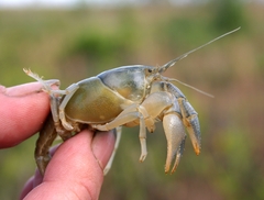 Creaserinus burrisi
