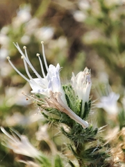 Echium italicum