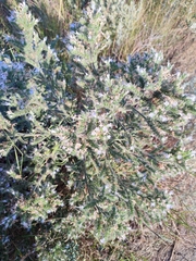 Echium italicum