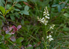 Stenanthium leimanthoides