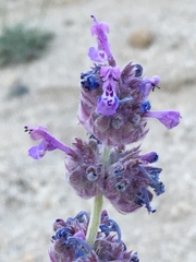 Nepeta floccosa