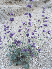 Nepeta floccosa