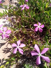 Catharanthus lanceus image