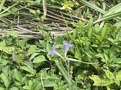 Ruellia ciliatiflora