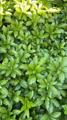 Pachysandra terminalis