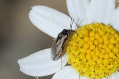 Geocoris pallens