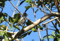 Melaniparus niger niger