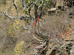 Aloe reitzii, photograph (c) Suvarna Parbhoo Mohan, some rights reserved (CC BY-SA)