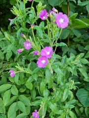 Epilobium hirsutum